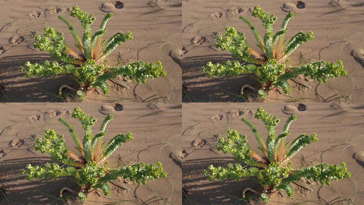 沙漠沙中的大戟菌 (桃金娘)。