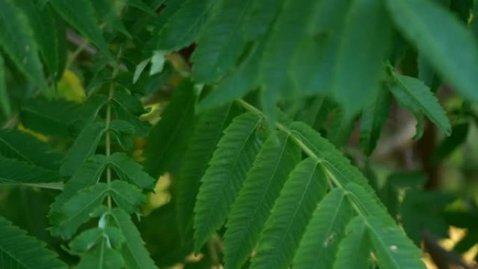 微距拍摄漆树，有明亮的叶子和精致的粉红色花朵。