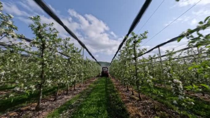 鸟瞰图工业农业动物喷洒有毒害虫骑在苹果树种植园行之间