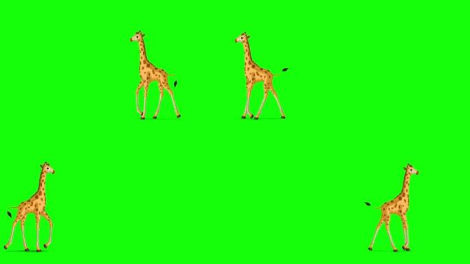 小长颈鹿来回走色度键完整镜头