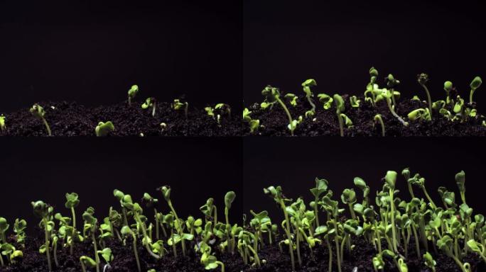 从土壤中生长的种子延时4k镜头。
