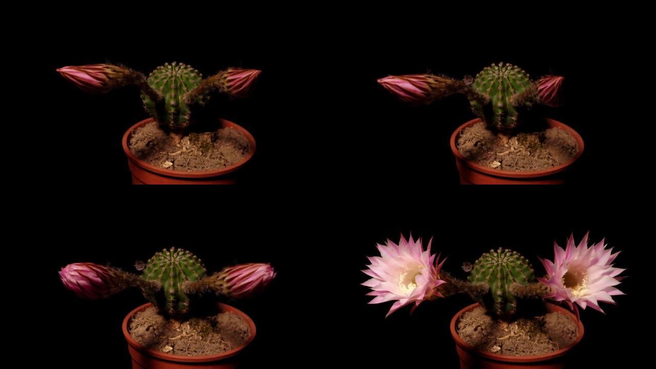 两朵粉红色仙人掌花从芽到全花的延时镜头同时隔离在黑色背景上，4k侧视视频，特写b卷镜头。