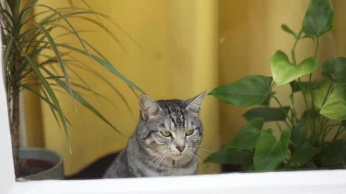 猫坐在家里植物附近的特写镜头