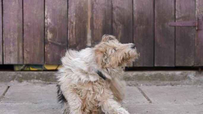 无家可归的古玩毛茸茸的狗环顾四周，用爪子抓脖子。户外城市街道上的家被遗弃的动物发痒。