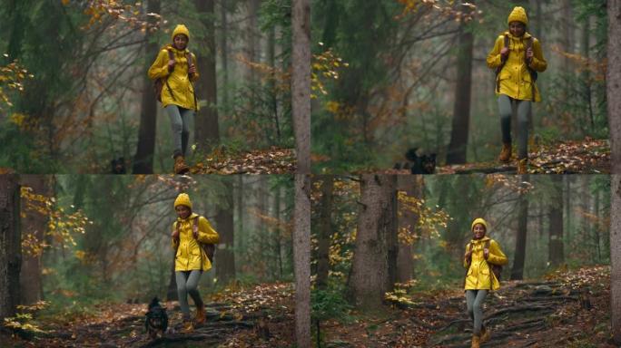 漂亮的女人在黄色夹克和豆与旅游背包步行通过潮湿的秋天森林野生自然享受周末徒步冒险。乌克兰人喜欢户外活