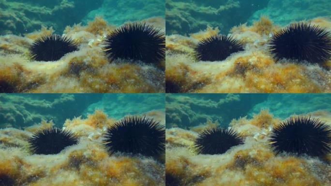 两个黑海胆 (Arbacia lixula) 在底部的背景下长满了褐藻和水柱。