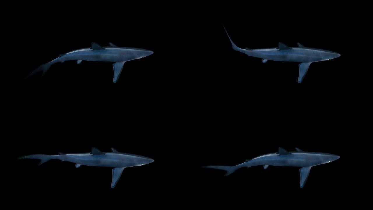 蓝鲨顶视图