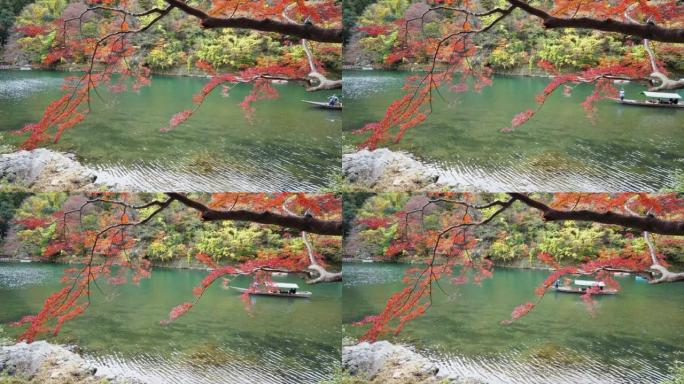 日本京都市秋季森林中的彩色枫树。