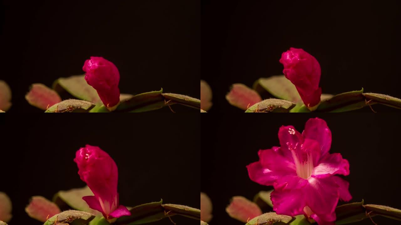 黑色背景下的4k延时视频中绽放的圣诞仙人掌花。斯伦贝格拉·特伦卡塔花生长。