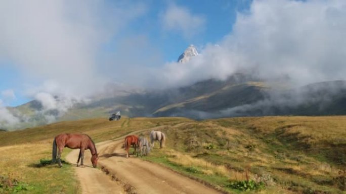 格鲁吉亚高加索山脉放牧的野马