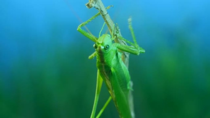 大绿蚱hopper的特写肖像坐在树枝上倒下。Great green bush-cricket (Te