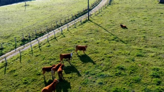 饲养和生态喂养的牛用于肉类生产