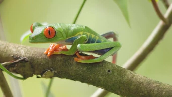 树枝上的红眼树蛙转向相机