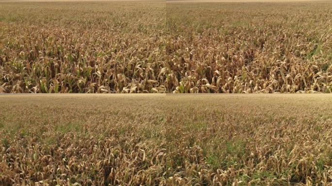 从上面盛满杂草的成熟玉米田