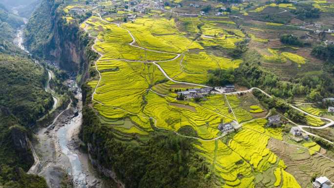 恩施大峡谷田凤坪油菜花海航拍延时4K