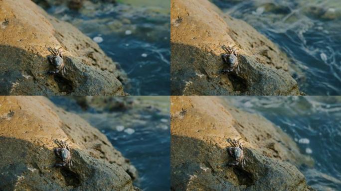 岩石海岸的螃蟹