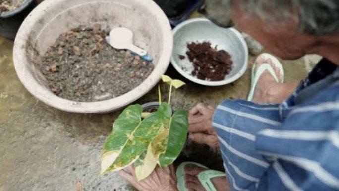 顶视图: 亚洲高级妇女在当地的布料和凉鞋在塑料花盆中使用土壤，谷壳和椰壳在家里的花园里种植杂色植物，