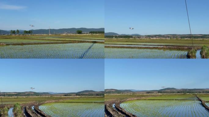 无人机在玉米田喷洒化肥-耕地农业设备