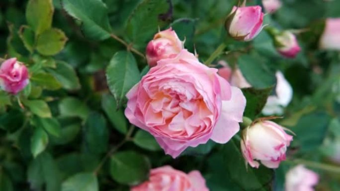 玫瑰园里美丽精致的淡粉玫瑰。园艺概念。慢动作