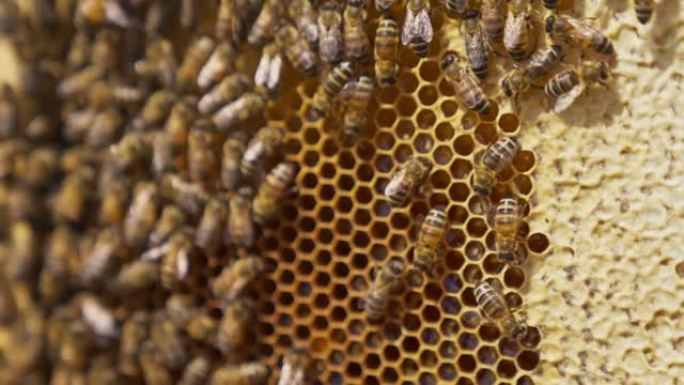 蜂群在蜂窝周围爬行。框架用装满蜂蜜的梳子和部分密封的细胞。蜂窝背景。