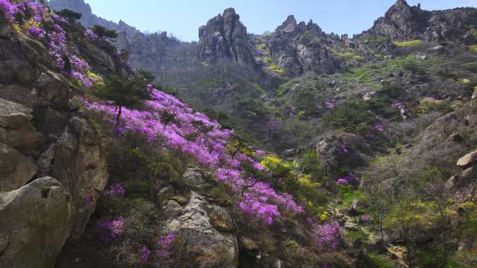 航拍大珠山春天的杜鹃花