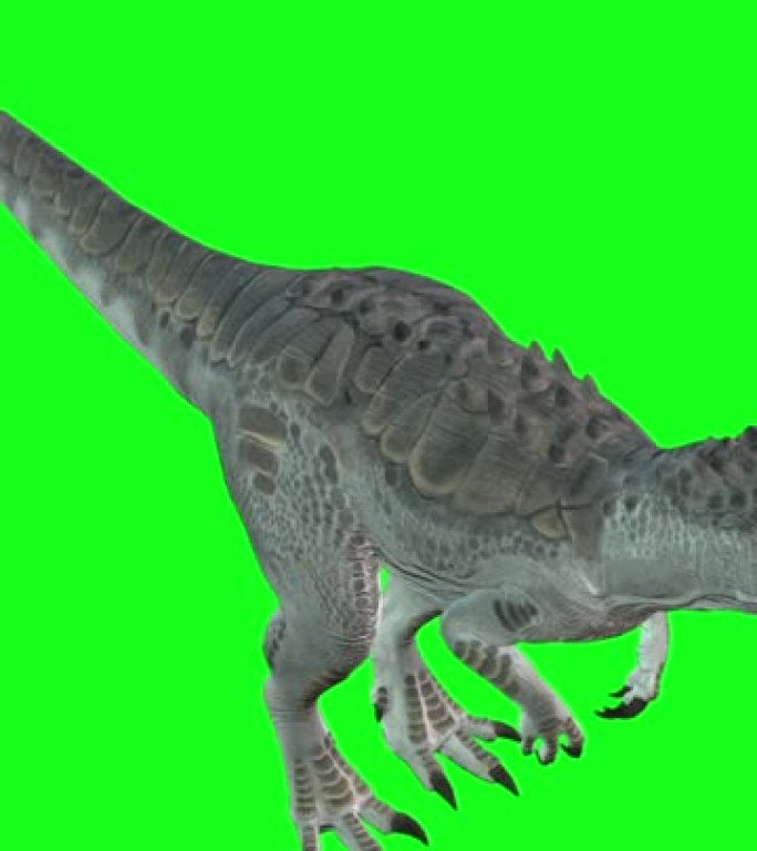垂直视频动画-在绿屏背景上行走的异特龙。恐龙世界