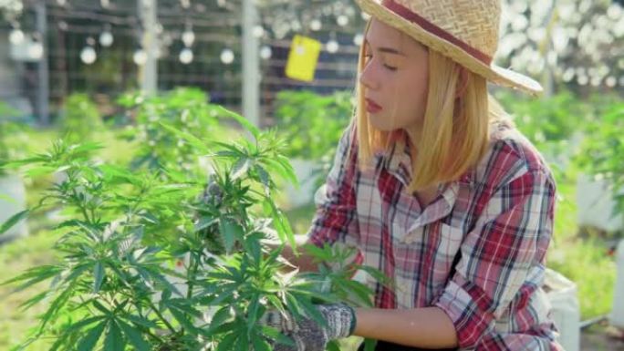 在大麻农场工作的亚洲女性。医用大麻种植园。