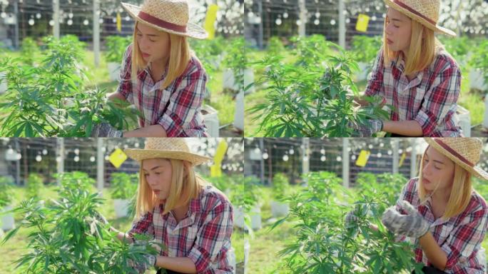 在大麻农场工作的亚洲女性。医用大麻种植园。