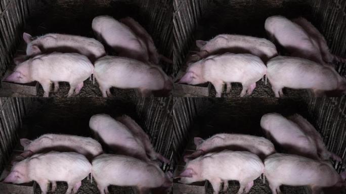 一群小猪从槽里吃东西。