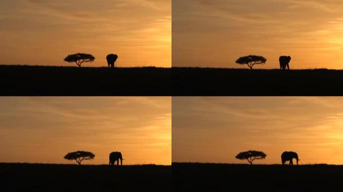 一只公牛象在日落时从相思树上走开。
