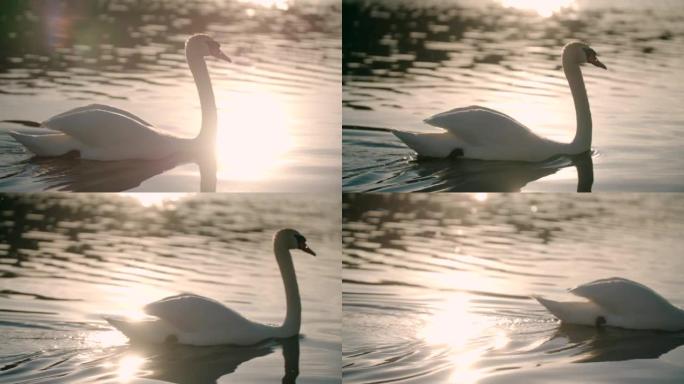 慢动作: 天鹅在日落时游泳