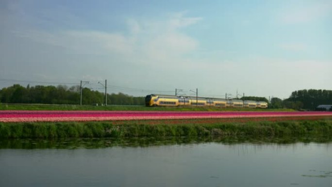 荷兰郁金香场的风景