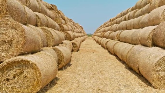 小麦收获后堆放在农田里的稻草捆
