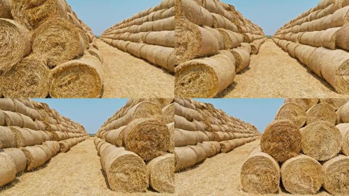 小麦收获后堆放在农田里的稻草捆