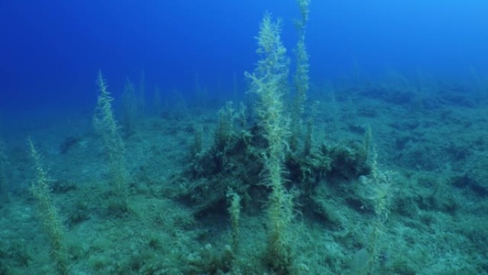 海草植被在水下，阳光照耀着海洋自然风光野生动物地中海
