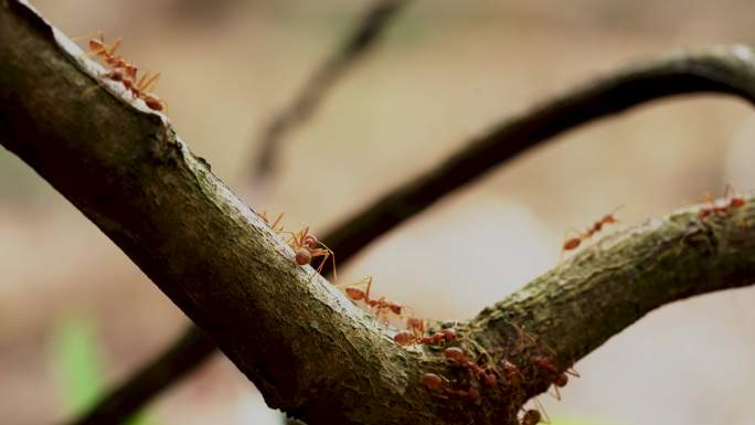 森林蚂蚁