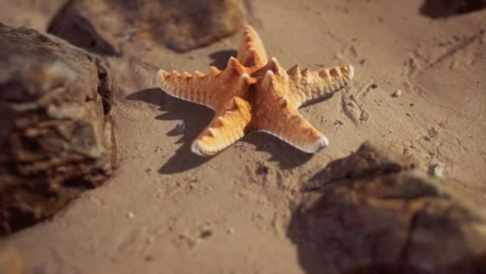 日落时沙滩上的海星