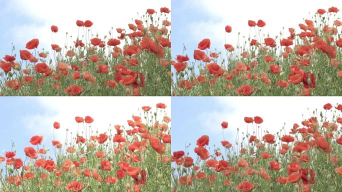 蓝天背景下野生自然中的红色罂粟花，特写。绿色田野上美丽的野花在阳光下盛开。风震动罂粟花。纪念日概念，