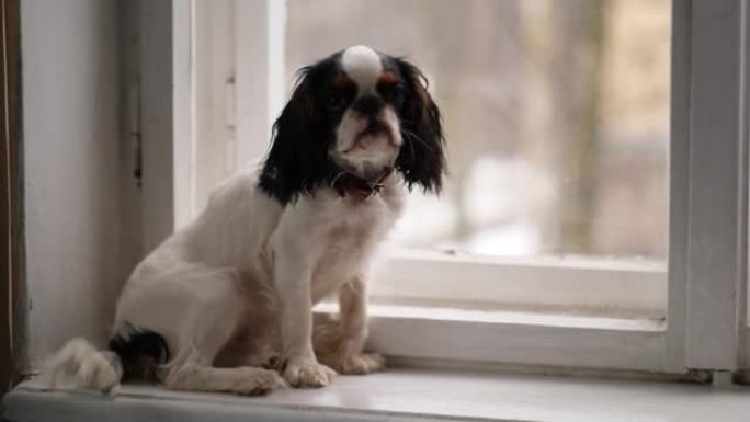 查尔斯国王猎犬小狗肖像，年轻的狗坐在窗台上，看着相机