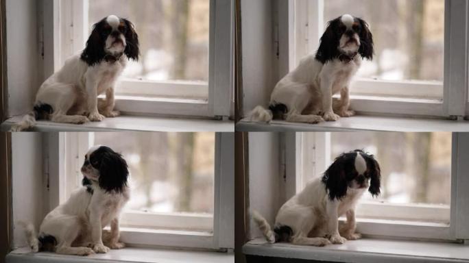 查尔斯国王猎犬小狗肖像，年轻的狗坐在窗台上，看着相机