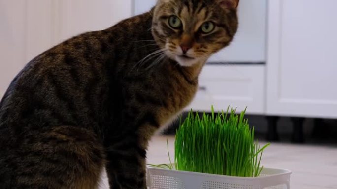 家猫吃草芽燕麦芽宠物专用维生素。在冬季增强免疫力并保持动物的健康。