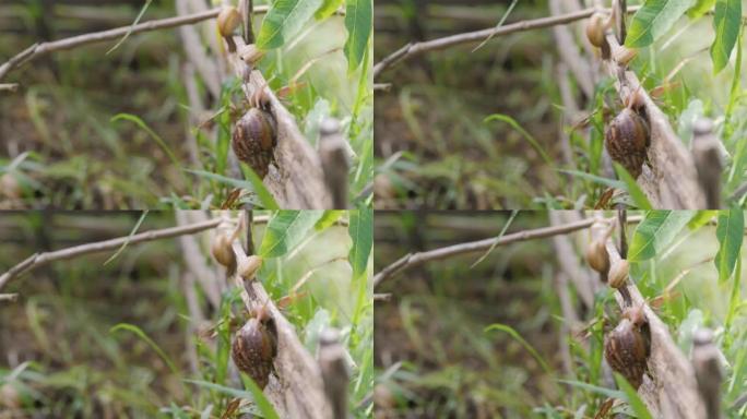 鼻涕虫和蜗牛在竹篱笆和植物上爬行。
