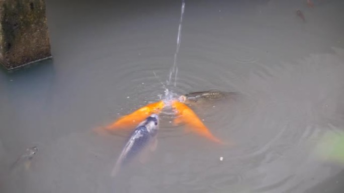 池塘里不同颜色的大金鱼被喂食