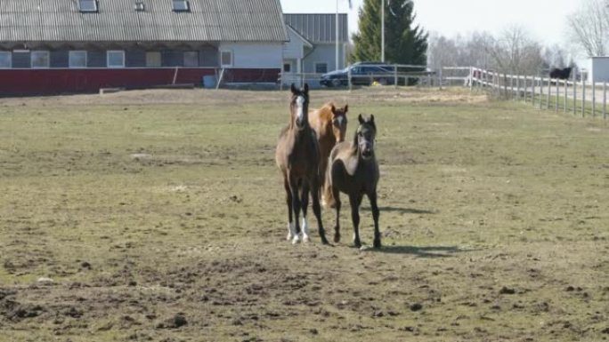 爱沙尼亚农场内疾驰的三匹马