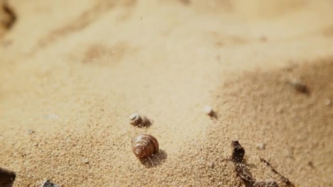 晴天，刮风，黄沙倾泻到河蜗牛的外壳上