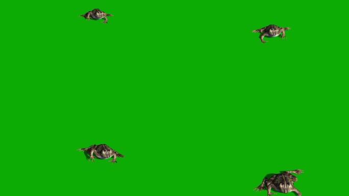 青蛙在绿色屏幕上行走