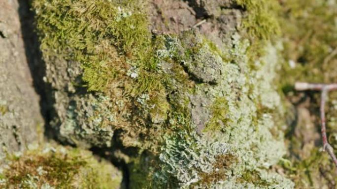 白桦树皮上的冰岛苔藓。Cetraria islandica。特写。