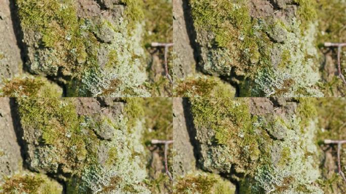 白桦树皮上的冰岛苔藓。Cetraria islandica。特写。
