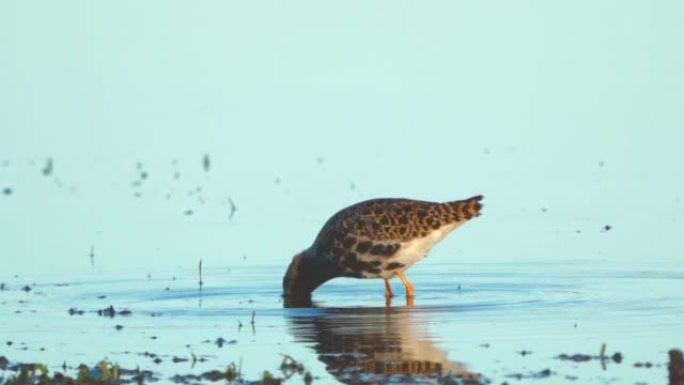 繁殖羽毛中的鸟雄风 (Calidris pugnax) 在浅水中行走，在阳光明媚的春天早晨找到食物并