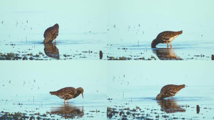 繁殖羽毛中的鸟雄风 (Calidris pugnax) 在浅水中行走，在阳光明媚的春天早晨找到食物并